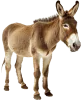 Burro, grupo 03 do jogo do bicho