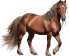 Cavalo, grupo 11 do jogo do bicho