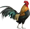 Galo, grupo 13 do jogo do bicho