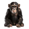 Macaco, grupo 17 do jogo do bicho