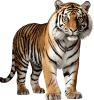 Tigre, grupo 22 do jogo do bicho