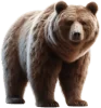 Urso, grupo 23 do jogo do bicho