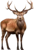 Veado, grupo 24 do jogo do bicho